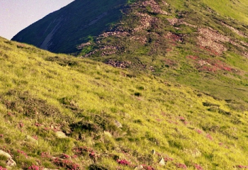 Приватна садиба Калина. Драгобрат