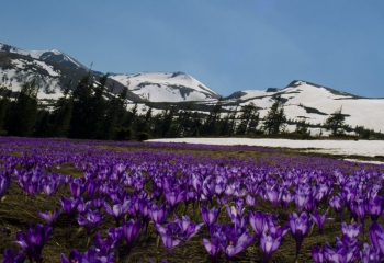 Фотогалерея Драгобрату